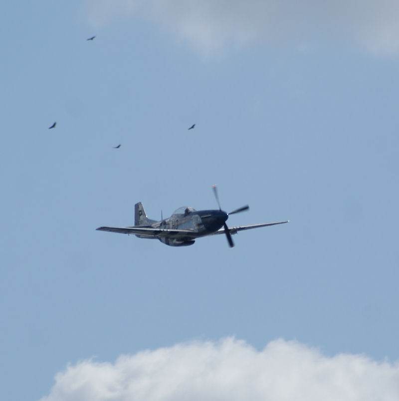  - Warbird