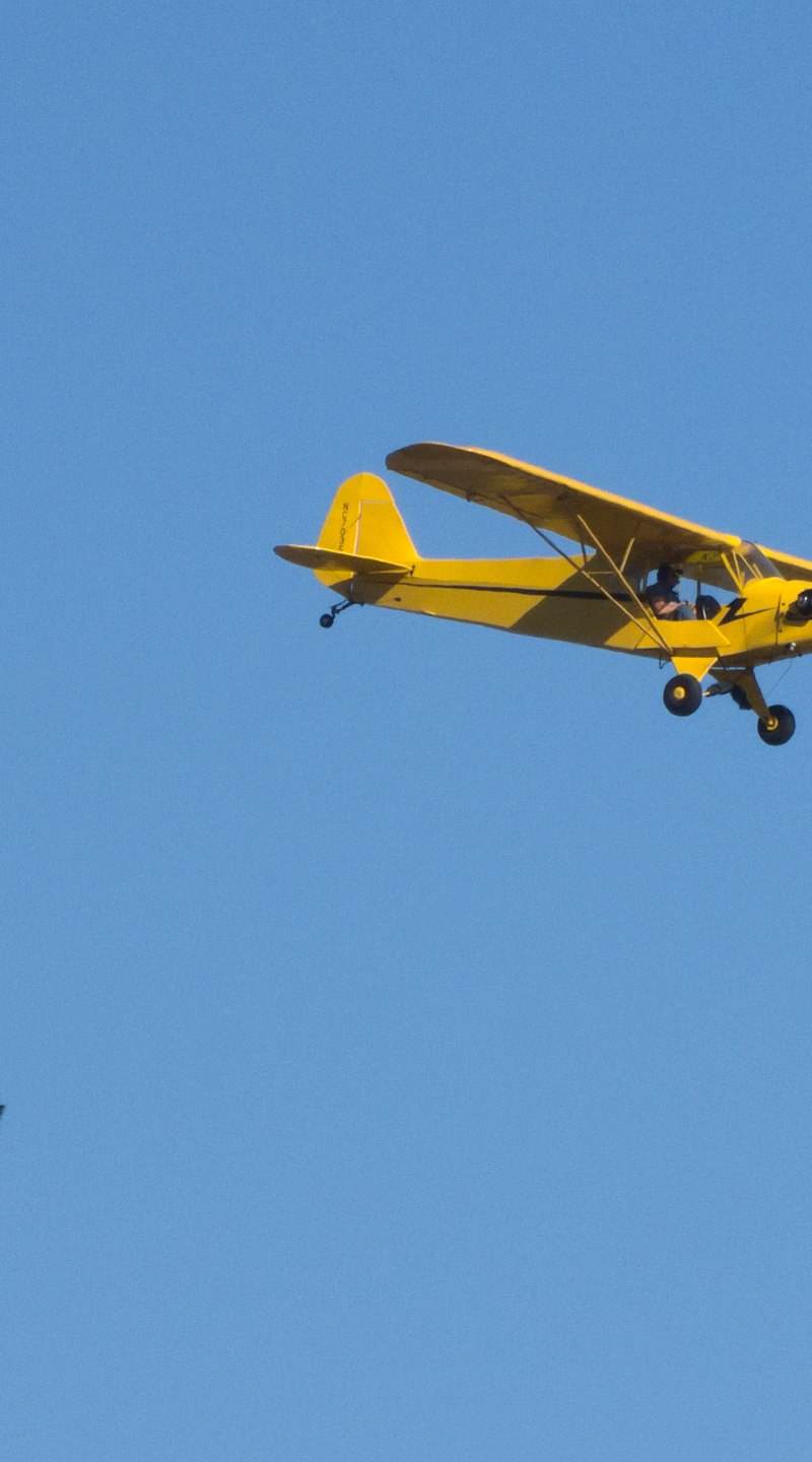 N10557 - Piper